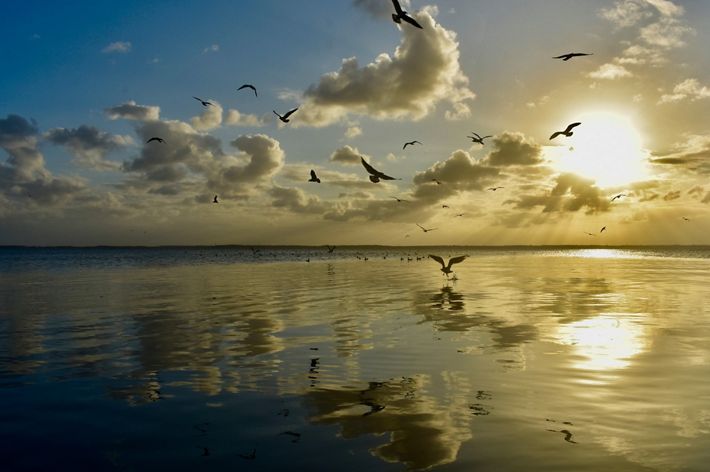 Several birds fly over the Delaware Bay as the sun sets creating a yellow glow in the sky.
