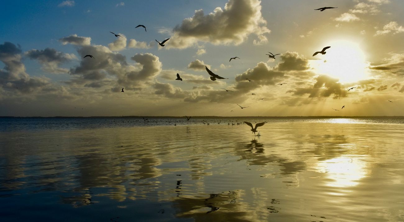 Several birds fly over a body of water as the sun sets, creating a yellow glow.
