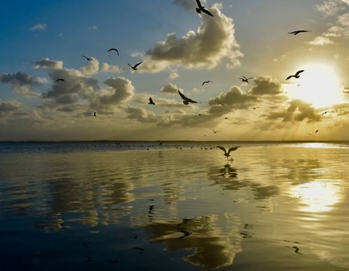Several birds fly over a body of water as the sun sets, creating a yellow glow.