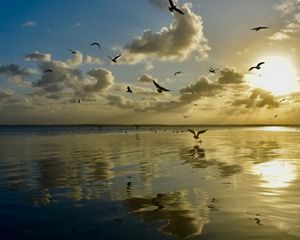 Several birds fly over a body of water as the sun sets, creating a yellow glow.