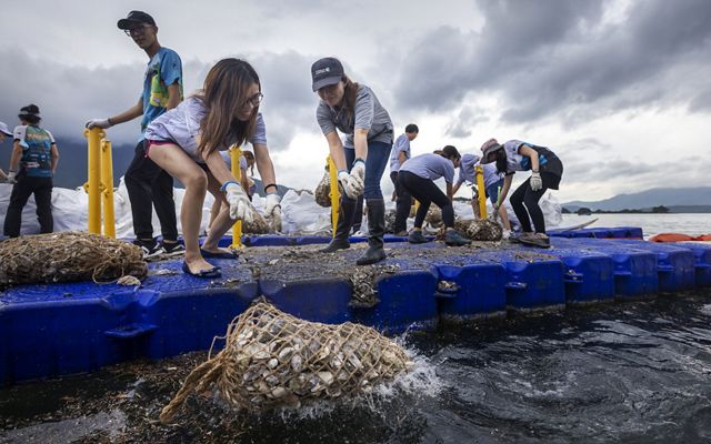 Several volunteers stand on a dock and toss bags of oyster shells into shallow water.