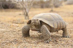 Desert Tortoise. 