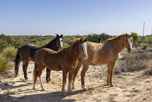 Four horses stand together on a sandy dirt path in scrubland, with low green vegetation and a clear blue sky in the background.