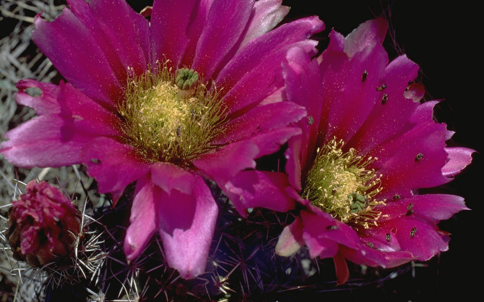 Hedgehog Cactus Growing at Diamond A Ranch (formerly Gray Ranch) in New Mexico. © Harold E. Malde