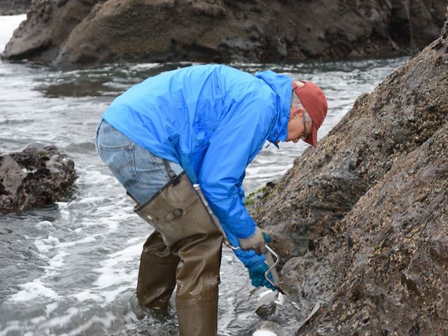 A biologist in hip waders and a rain jacket bends over and uses a hand awl to drill a hole in intertidal bedrock.
