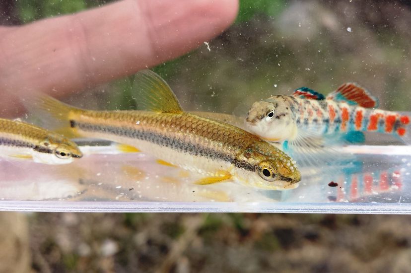 Three colorful fish with orange, yellow, or blue stripes sit in a clear sample container of water.