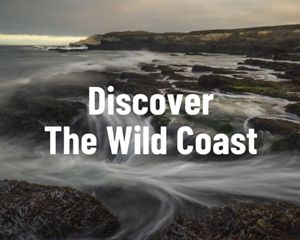 The coast of Dangermond Preserve.