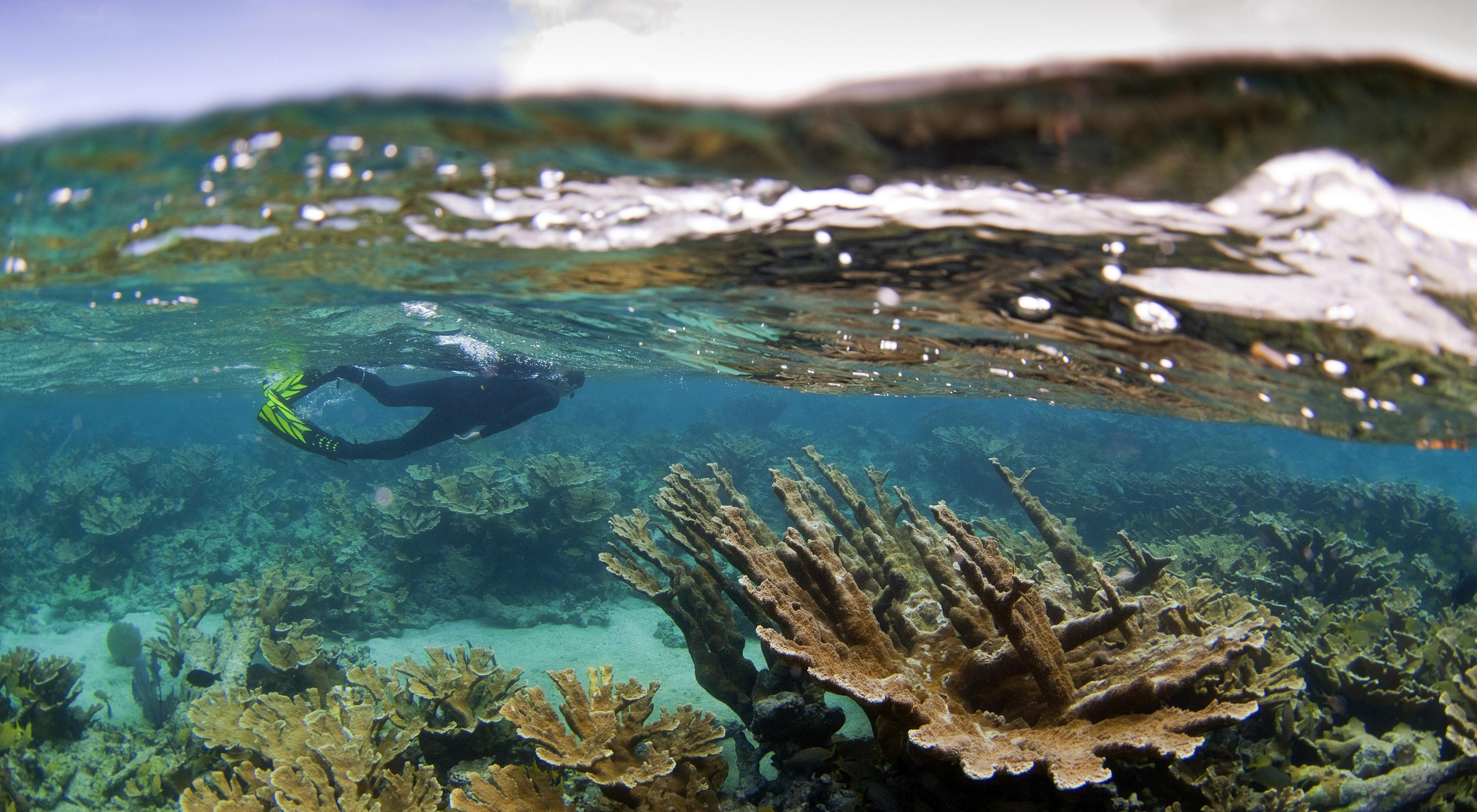 A diver swims through a thriving coral reef in Jardines de la Reina, Cuba.
