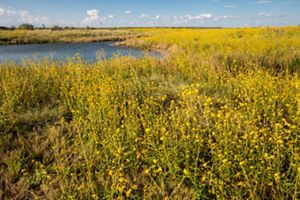 A small round pond is located in a field of tall yellow flowers.