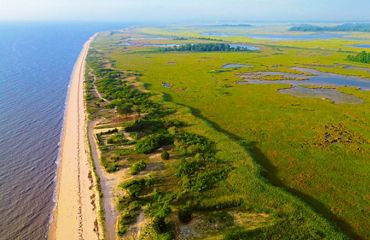A view of marshes and green marsh grass.