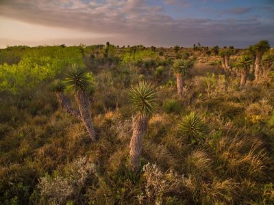 Palm trees grow in thick shrubland.