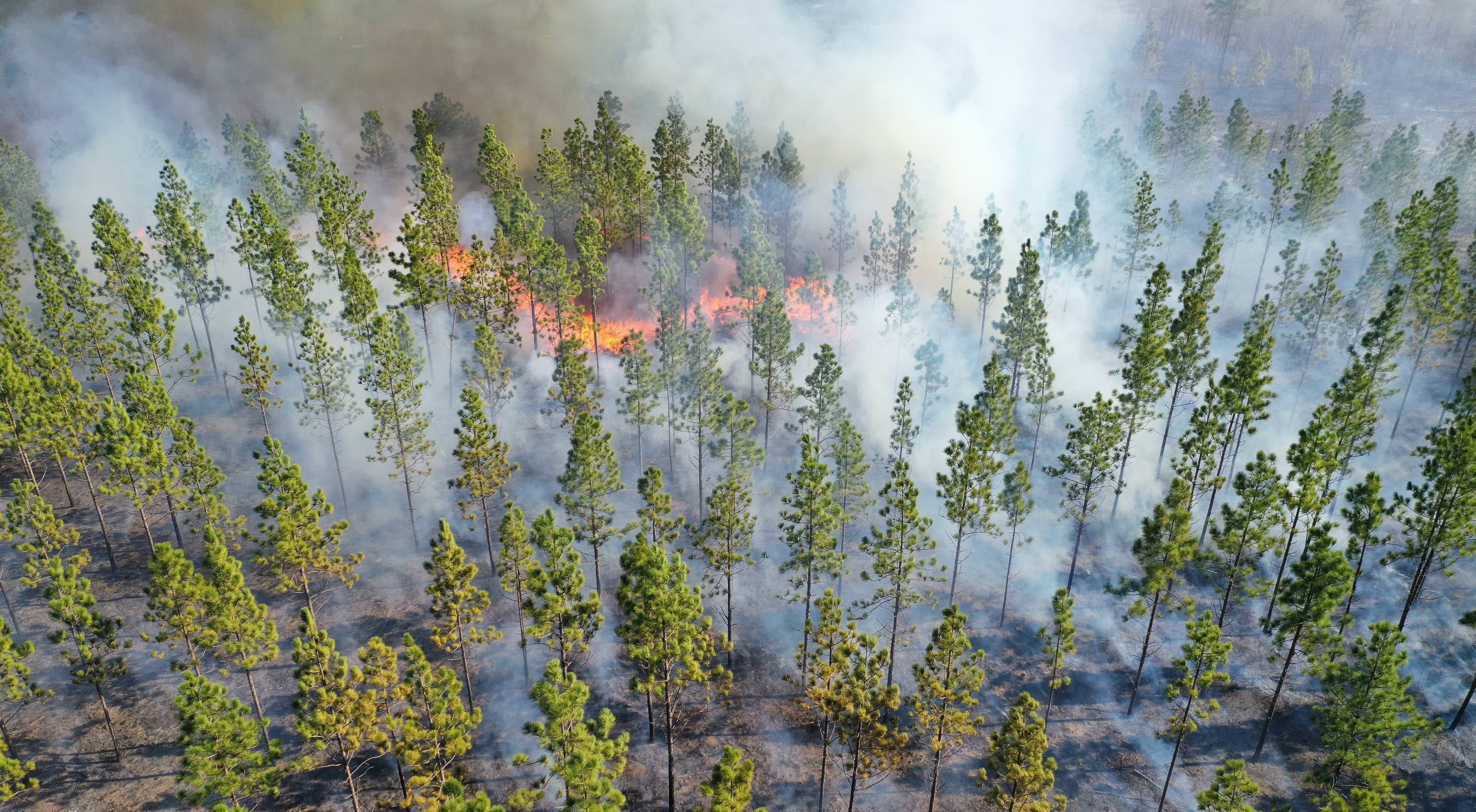 Flames and smoke in a pine forest viewed from the air.