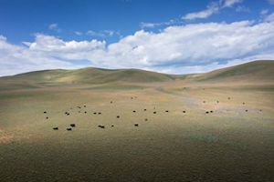 A group of cattle grazes in a large, open grassland with blue skies and clouds above.