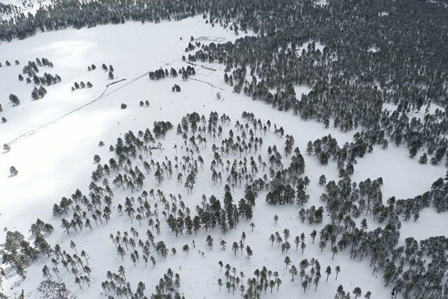 Aerial view of a pine forest covered in white snow and in some areas, the trees are closer together than others.