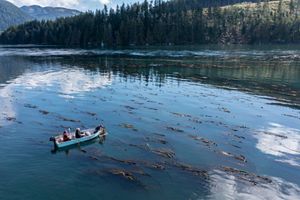 People in a boat harvesting kelp from the sea.