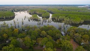 An aerial view of forested wetlands.