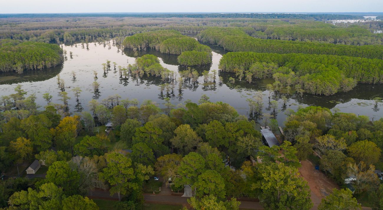 A swamp filled with green trees and blue water.