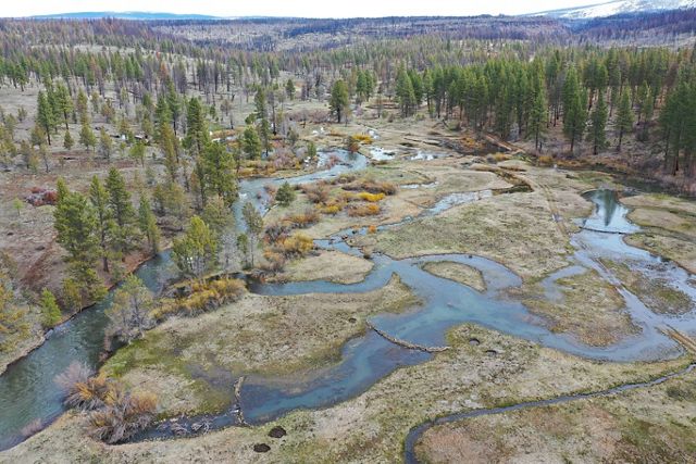 Aerial view of a sparse forested area with different channels of water throughout it.