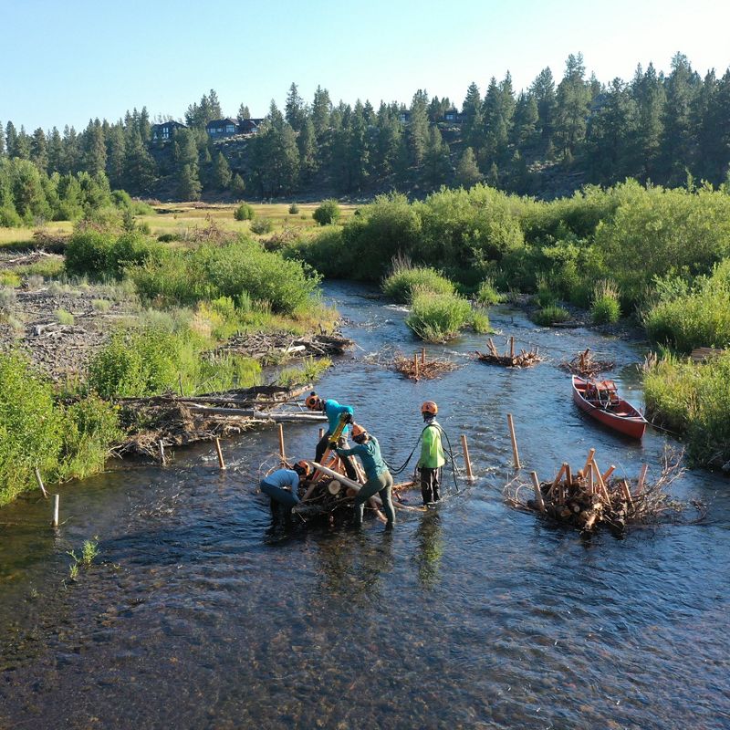 Four people in orange hard hats work together to place sticks and logs in a shallow river.