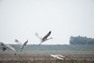 Five large white cranes flying over a field.
