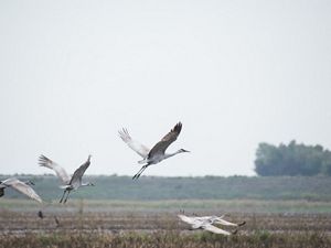 Sandhill cranes flying over a flooded farm field.