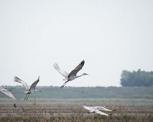 Sandhill cranes flying over a flooded farm field.