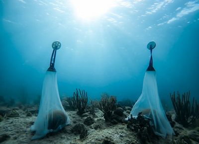 two nets over brain corals underwater