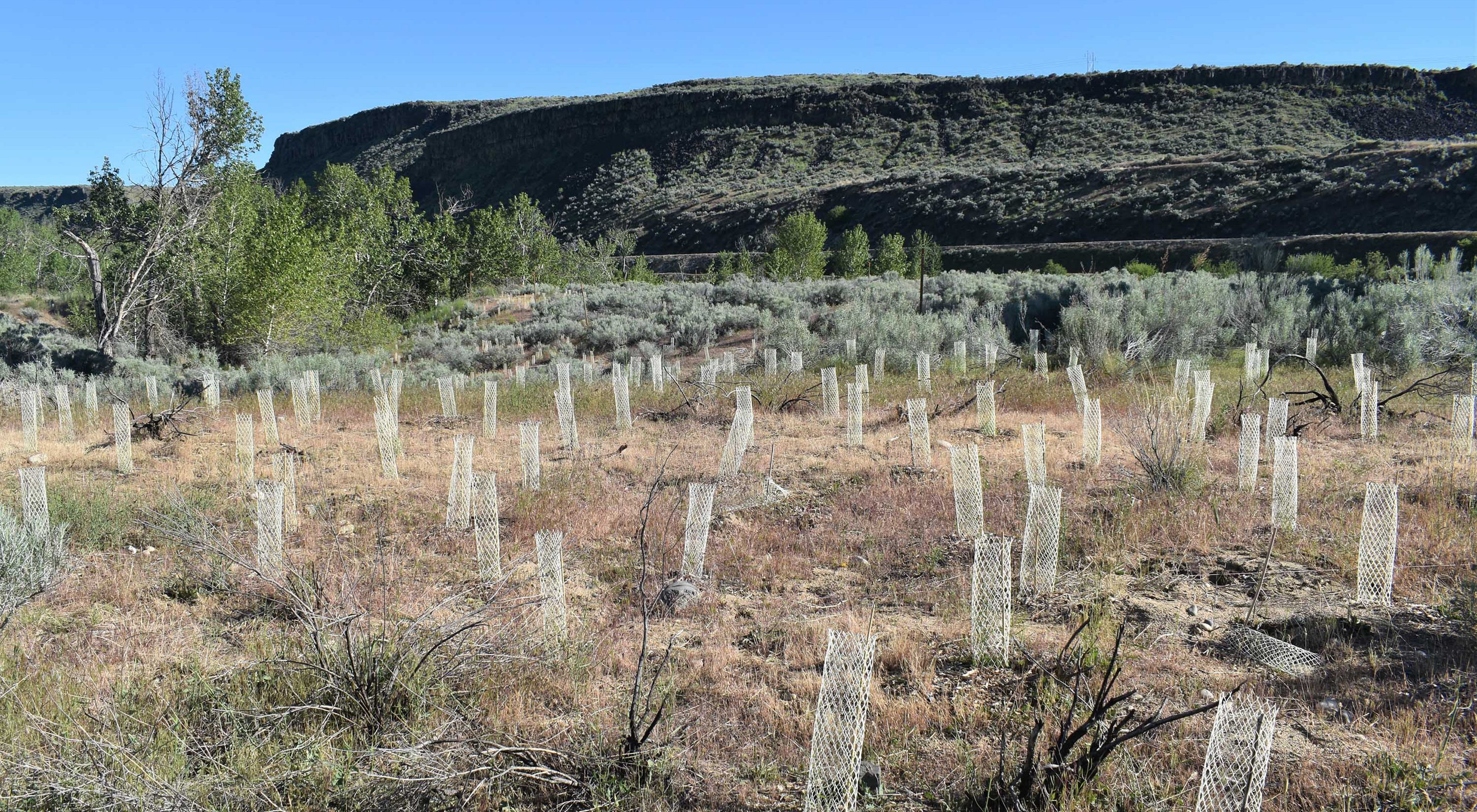 Willow plantings wrapped in plastic mesh for protection on sagebrush covered hillside. 