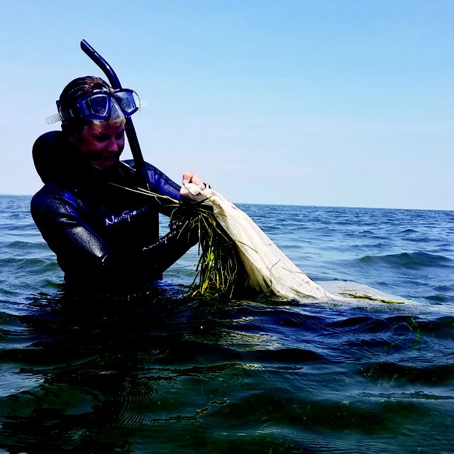 A women in scuba gear in the middle of a body of water, half above water, collecting eelgrass. 
