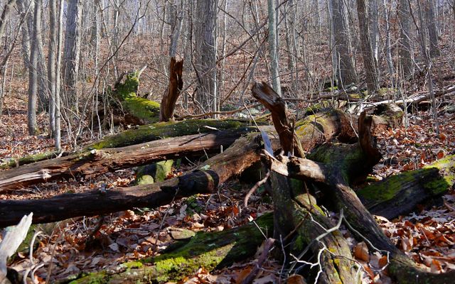 Los restos de madera en el suelo de los bosques, una característica de los bosques primarios, proporcionan un magnífico hábitat para todo tipo de vida.