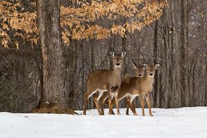 Two deer in the snow.