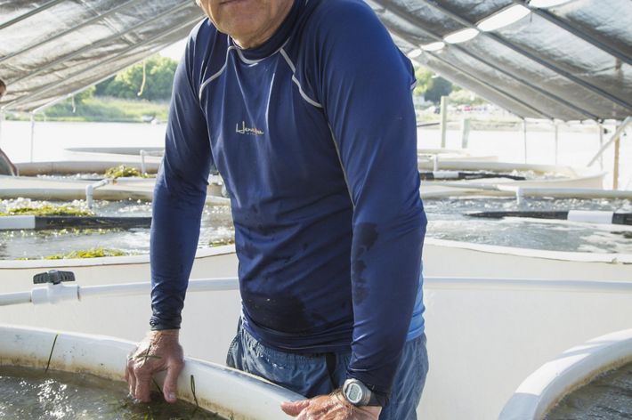 Dr. JJ Orth at TNC's eelgrass curing facility in Oyster, VA. A man stands next to a large open tank filled with water that holds eelgrass shoots. Three rows of tanks stand behind him.