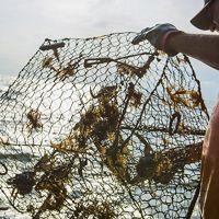 a man pulls a crab trap out of the water