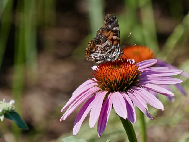 A small brown and orange butterfly sits in the middle of a pink flower with an orange eye.