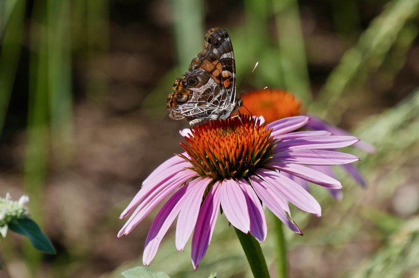 A small brown and orange butterfly sits in the middle of a pink flower with an orange eye.