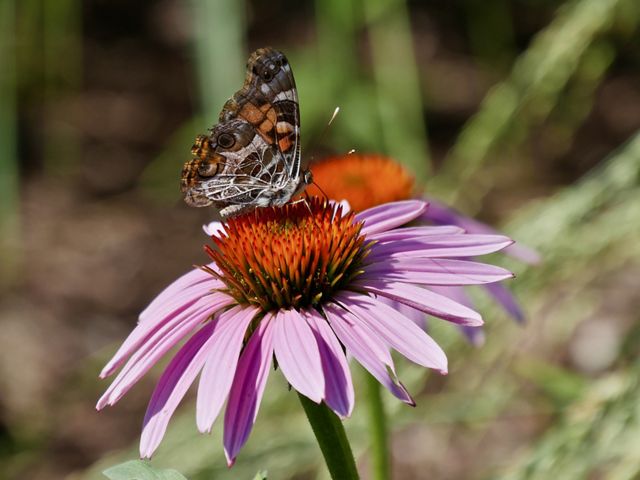 A small brown and orange butterfly sits in the middle of a pink flower with an orange eye.
