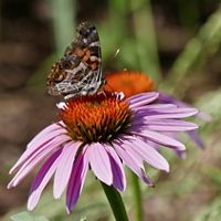black and orange butterfly sits on a purple coneflower 