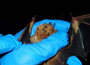 A researcher wearing a blue glove holds a bat during a field survey.