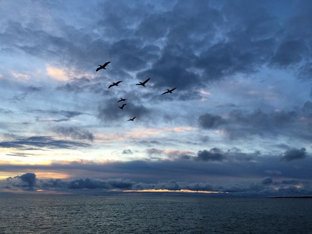 Sunrise over the Chesapeake Bay. A thin sliver of yellow is visible at the horizon between the gently lapping water and heavy, dark bank of clouds. Seven pelicans fly overhead in a V formation.