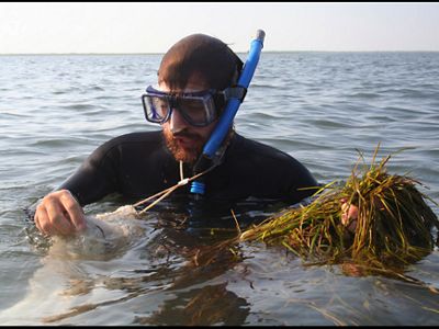 A man in a wetsuit with a snorkle and mask stands half in water and collects eelgrass.
