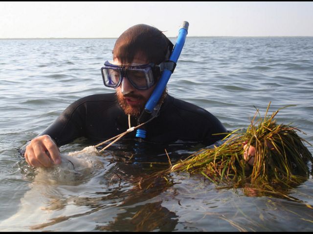 A man in a wetsuit with a snorkle and mask stands half in water and collects eelgrass.