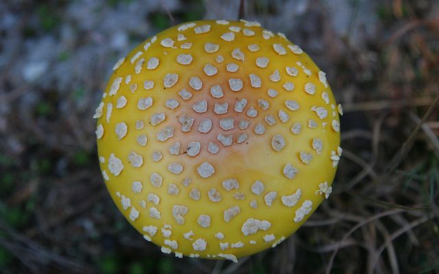 fungi