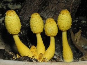 Spongy, yellow closed-top mushrooms.