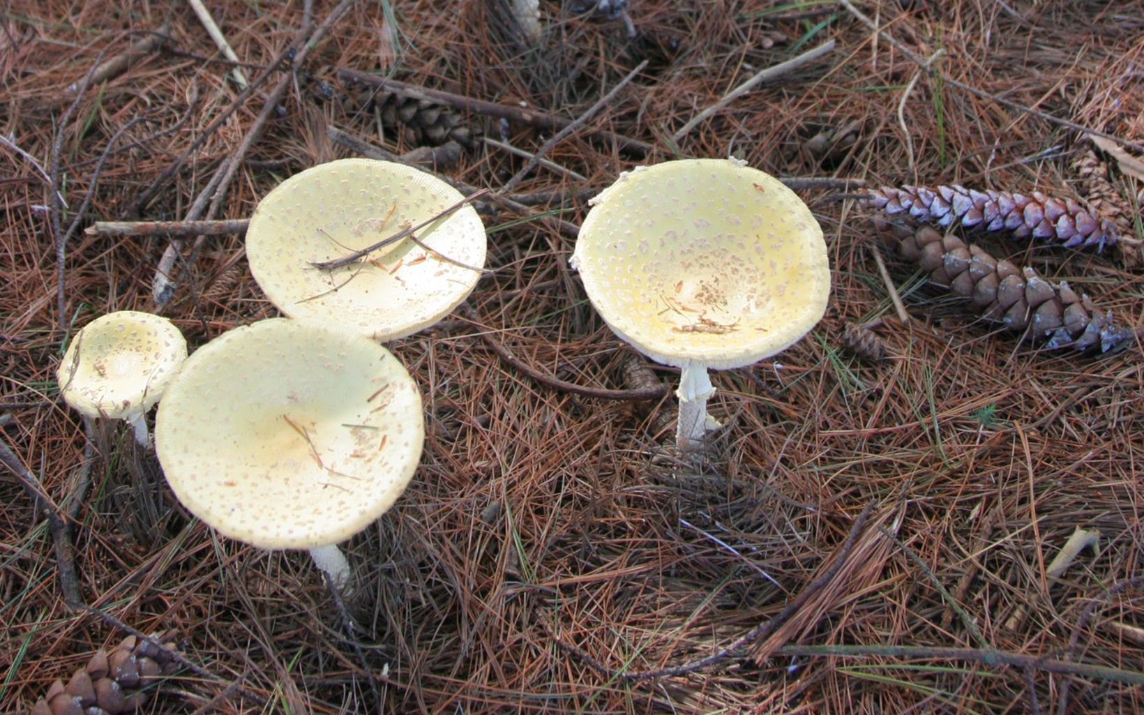 Mushrooms are growing on a forest floor.