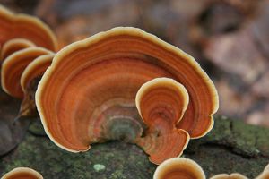 Close-up of a deep orange mushroom growing on a tree.