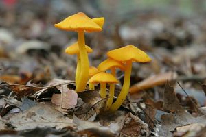 Delicate orangish-yellow mushrooms.