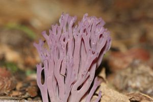 Cauliflower-shaped purple mushroom on forest floor.
