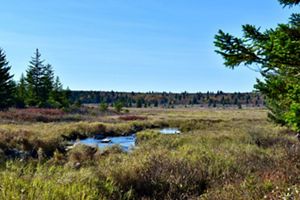 A blue sky and evergreen trees frame a wetland.