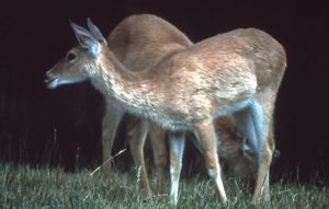 A pair of deer rest in a grassy area.