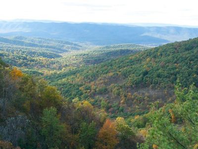 Aerial view of a dense forest with autumn colors interspersed among the green trees.